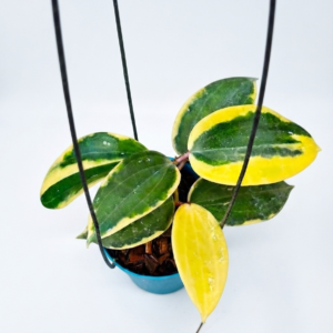 Hoya Latifolia Albo