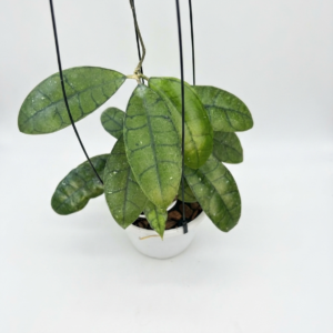 Hoya Callystophila Angan