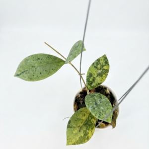 Hoya sp Kalbar