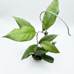 Hoya New sp Aceh Green talon