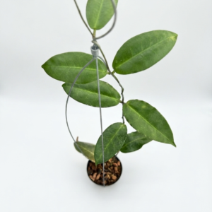 Hoya Verstegii